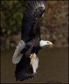 _1SB8724 bald eagle catching fish